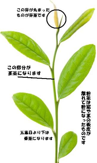 一芯三葉 静岡お茶屋 かのう茶店 静岡茶チーズ 製造販売店